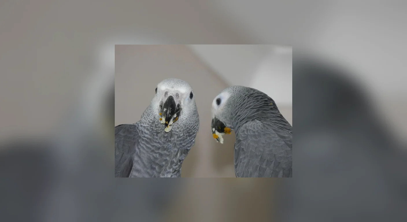 Jins and Jeni photographed together, the unrelated Congo African Grey companion pair available from our Midland aviary