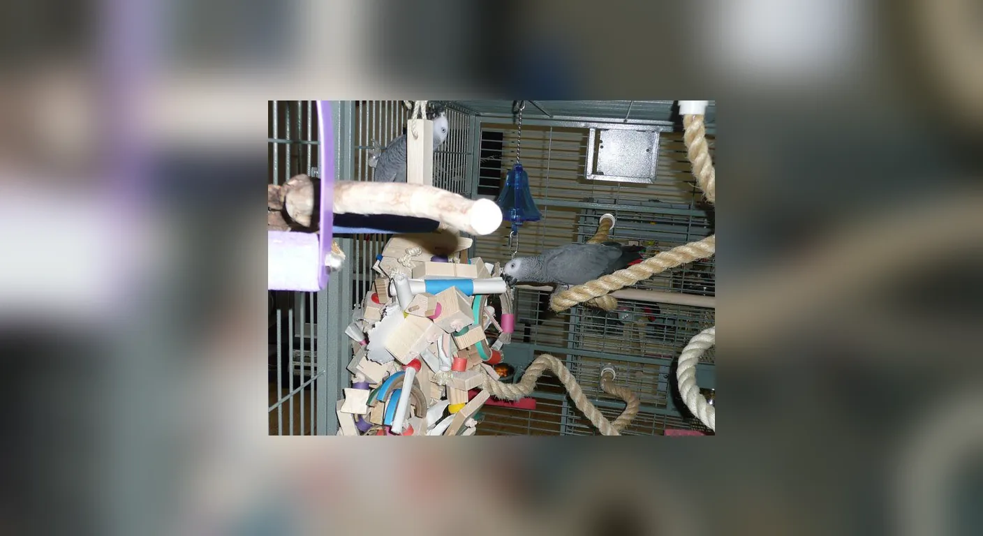 Two African Greys sharing a perch inside their enclosure, the housing arrangement that accelerates a pair bond