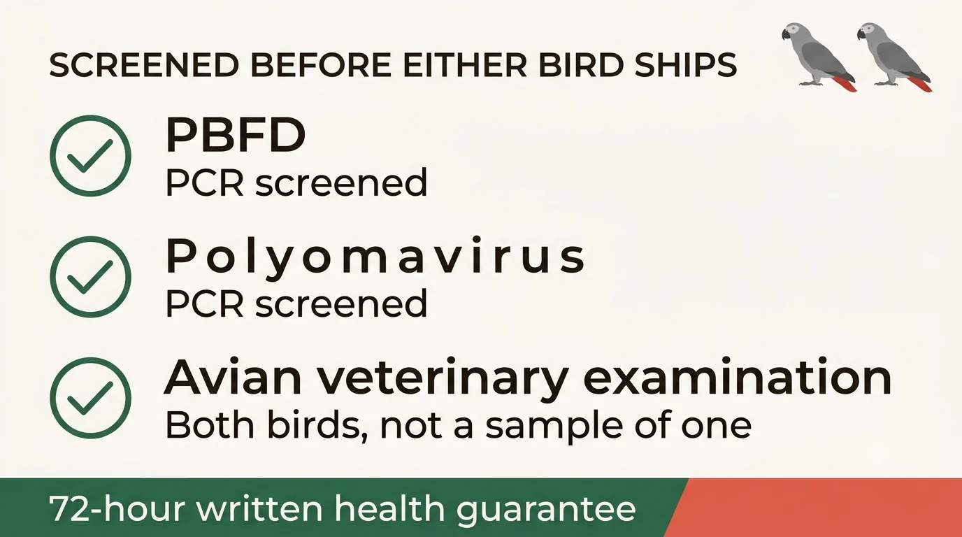 The PCR screening panel and avian veterinary examination both birds clear before either one ships