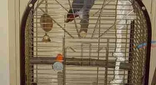An African Grey out of its cage exploring, from our African Grey parrot care guide