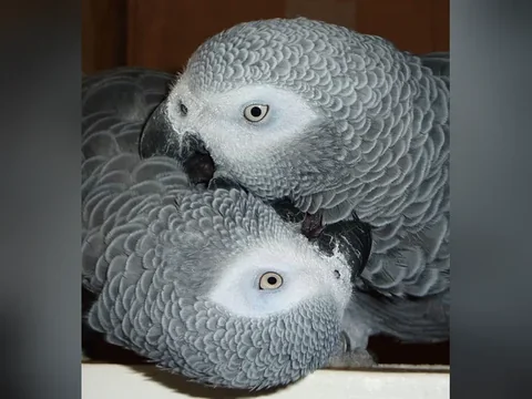 Roys and Amie photographed close together, the two Congo singles most often reserved as a build-your-own pair