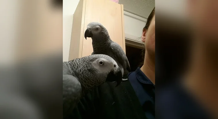A tamed pair of African Greys perched on their owner's shoulder during out-of-cage time