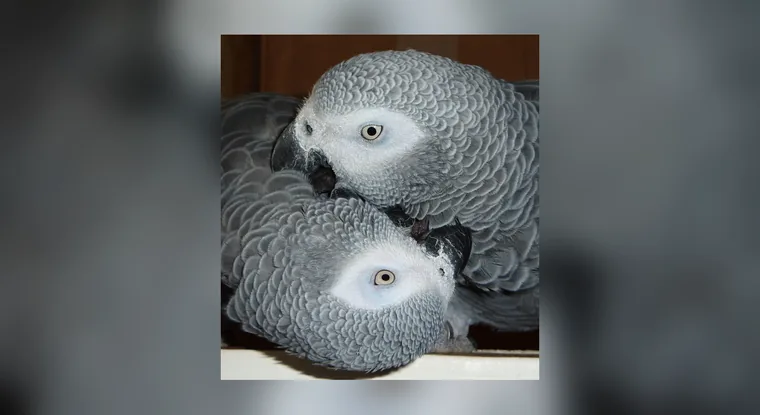 Available Congo African Greys listed individually rather than as a pair