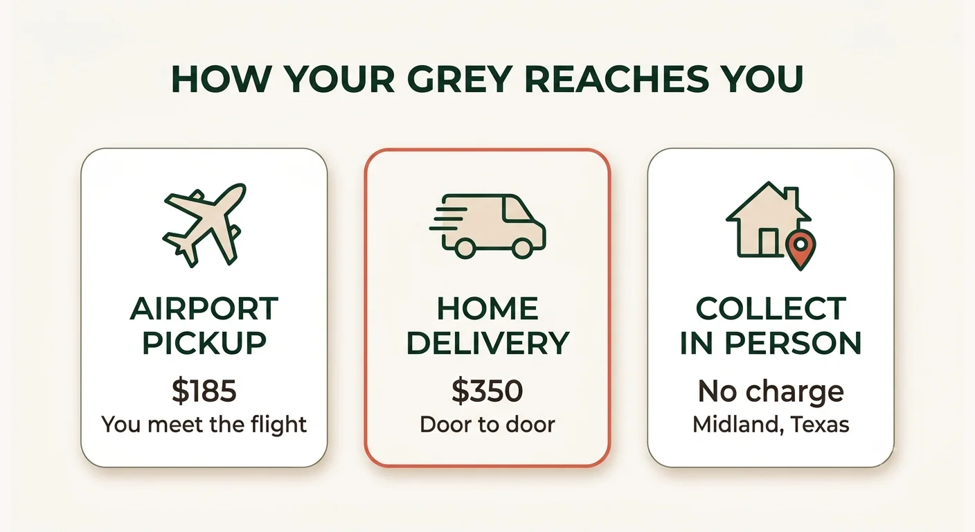 Airport pickup at $185, home delivery at $350, or collection in Midland Texas for a DNA-confirmed African Grey