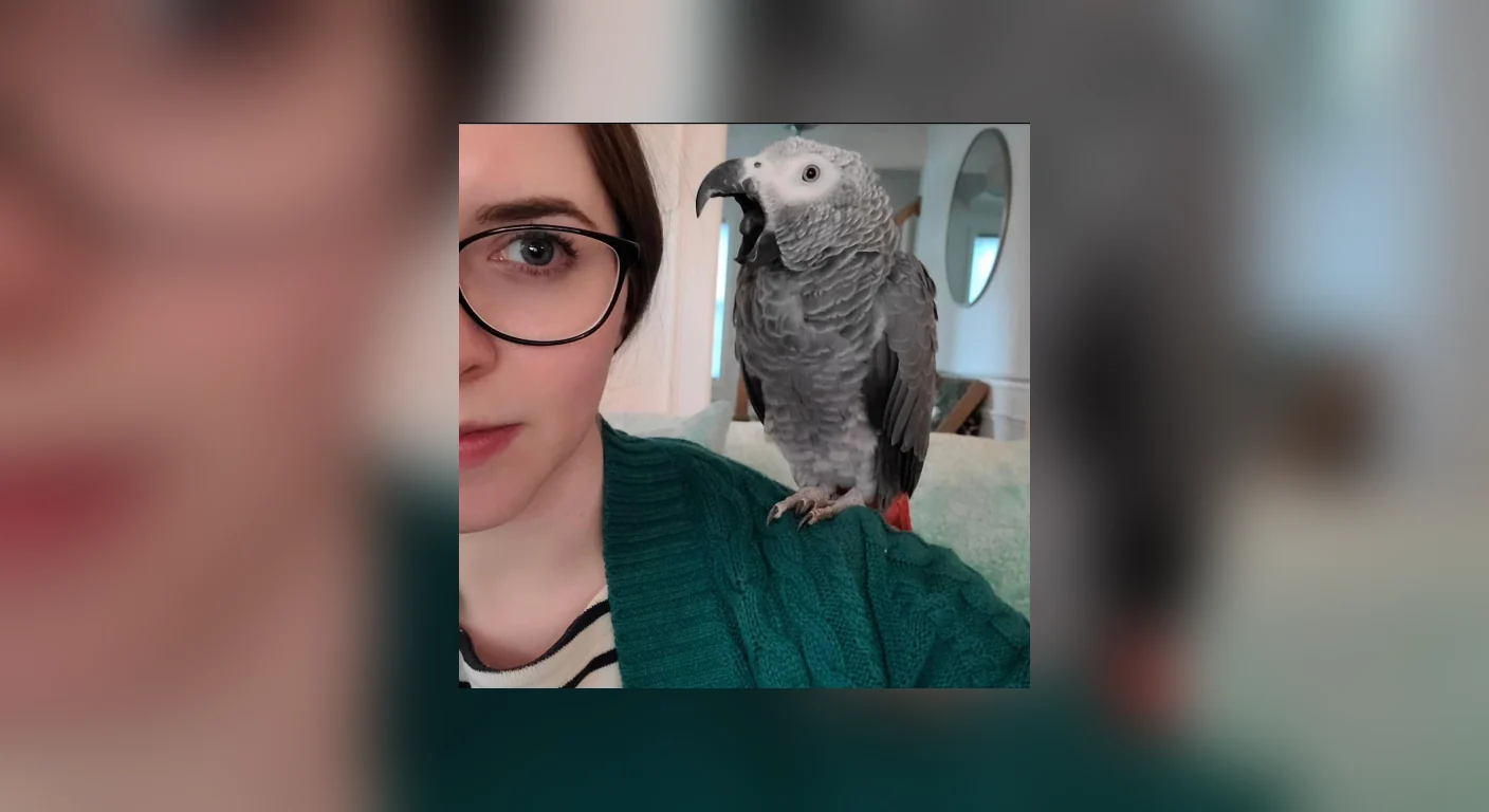 A DNA-sexed African Grey stepping up onto its owner's hand during daily household interaction