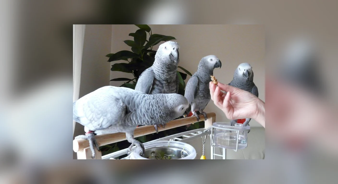 A documented African Grey breeder handling paperwork, contrasted with sellers who publish no laboratory detail