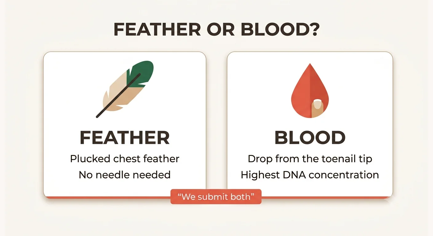 Comparing feather and blood samples for DNA sexing a grey parrot, and why we submit both types