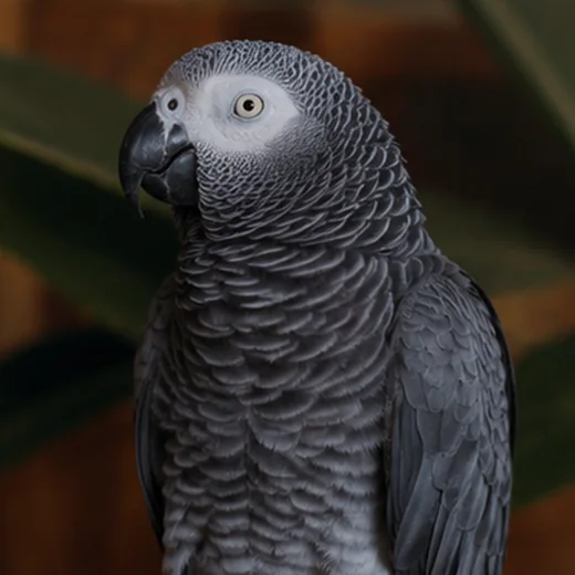 Close view of a grey parrot's head and chest feathering, which carries no sex marker