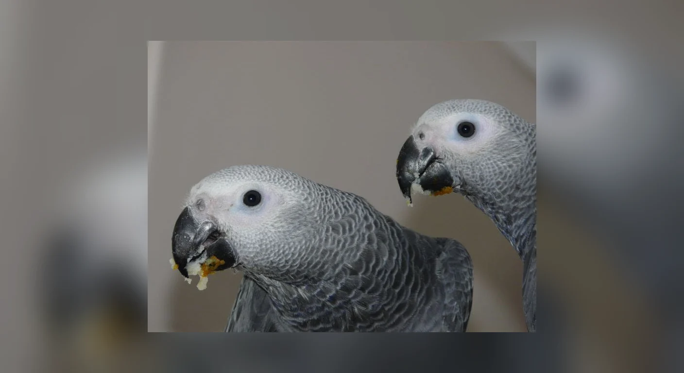Two of our Congo African Greys photographed together, one cock and one hen, with no visible difference between them