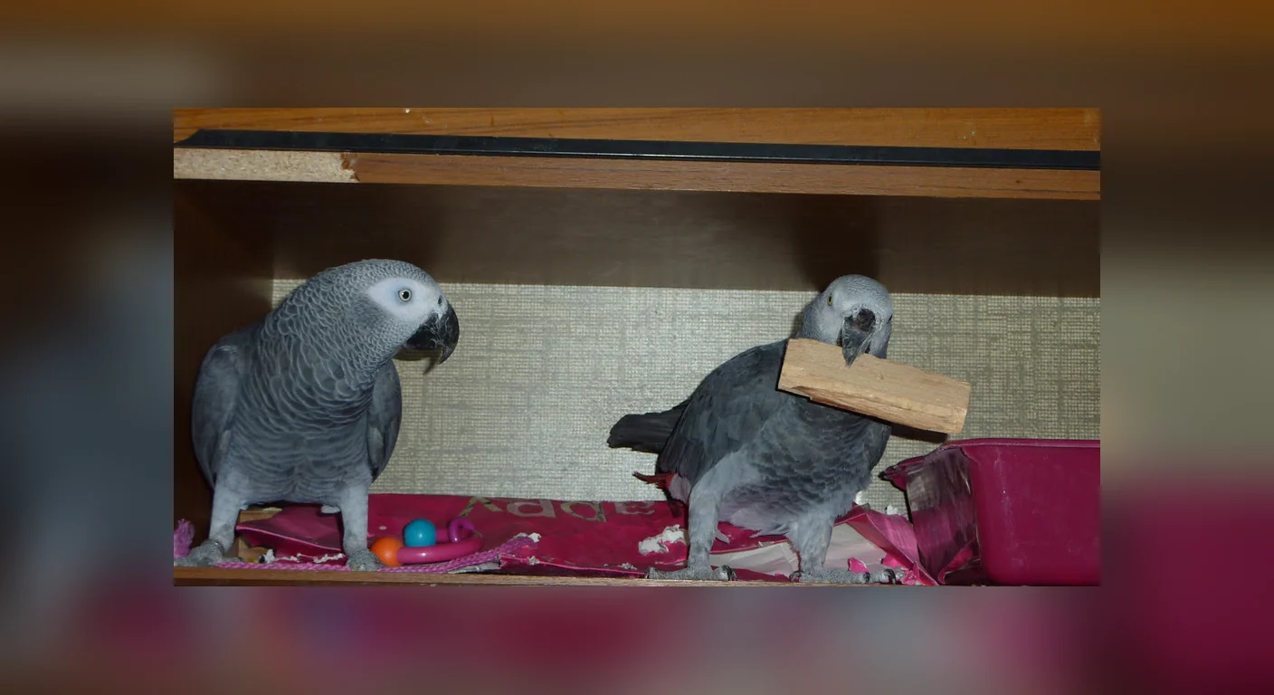 Macy and Letis, the parent African Greys behind Jins and Jeni, photographed together in our Midland aviary