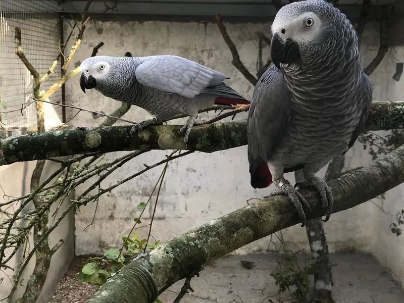 Proven-producer African Grey breeding pair perched together, the parents behind our fertile eggs