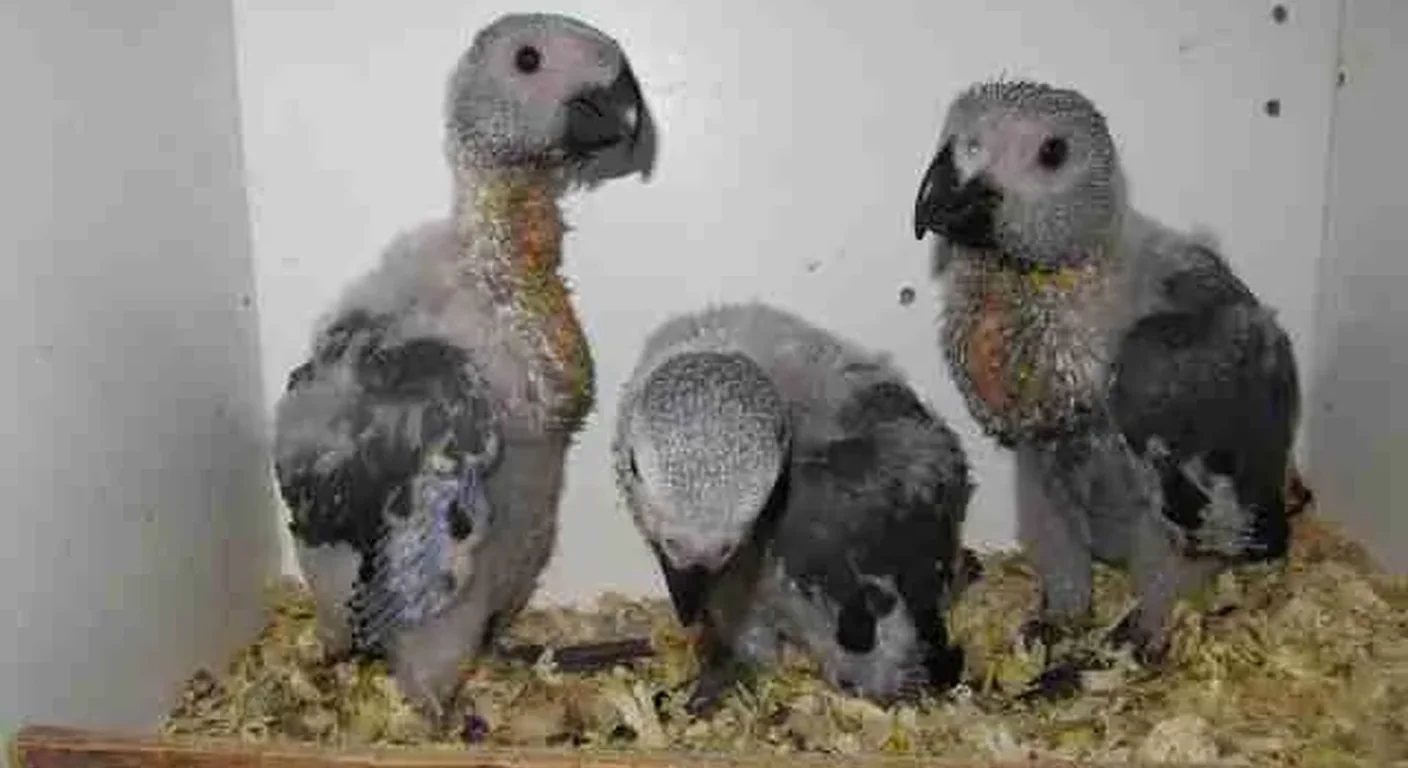 African Grey hatchlings feathering out in the aviary nest box