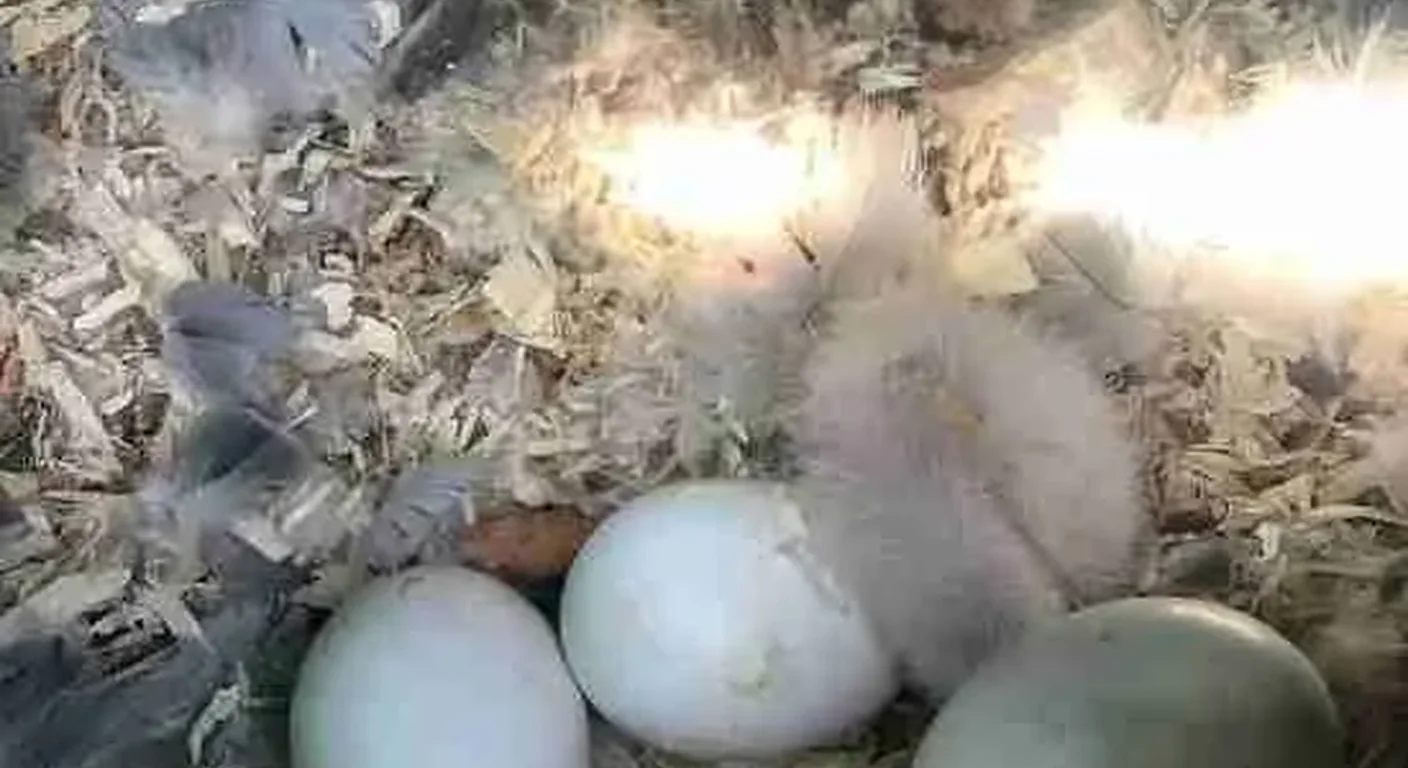 Freshly candled fertile African Grey eggs in a warm-lit nest box, priced at $95 each