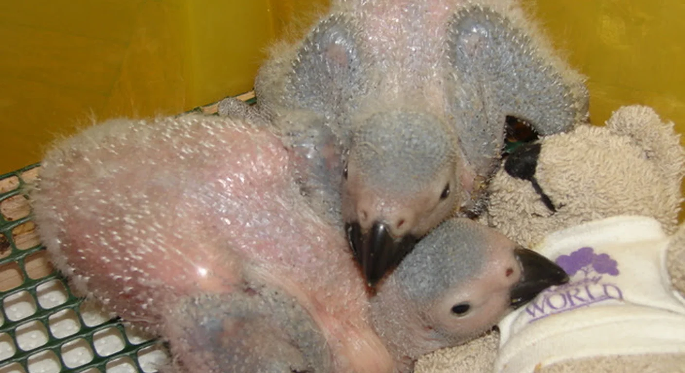 Downy Congo African Grey chicks hand-reared in the C.A.Gs brooder