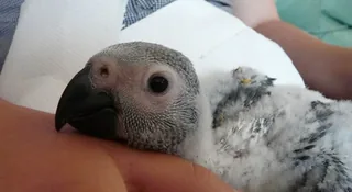Baby African Greys for sale