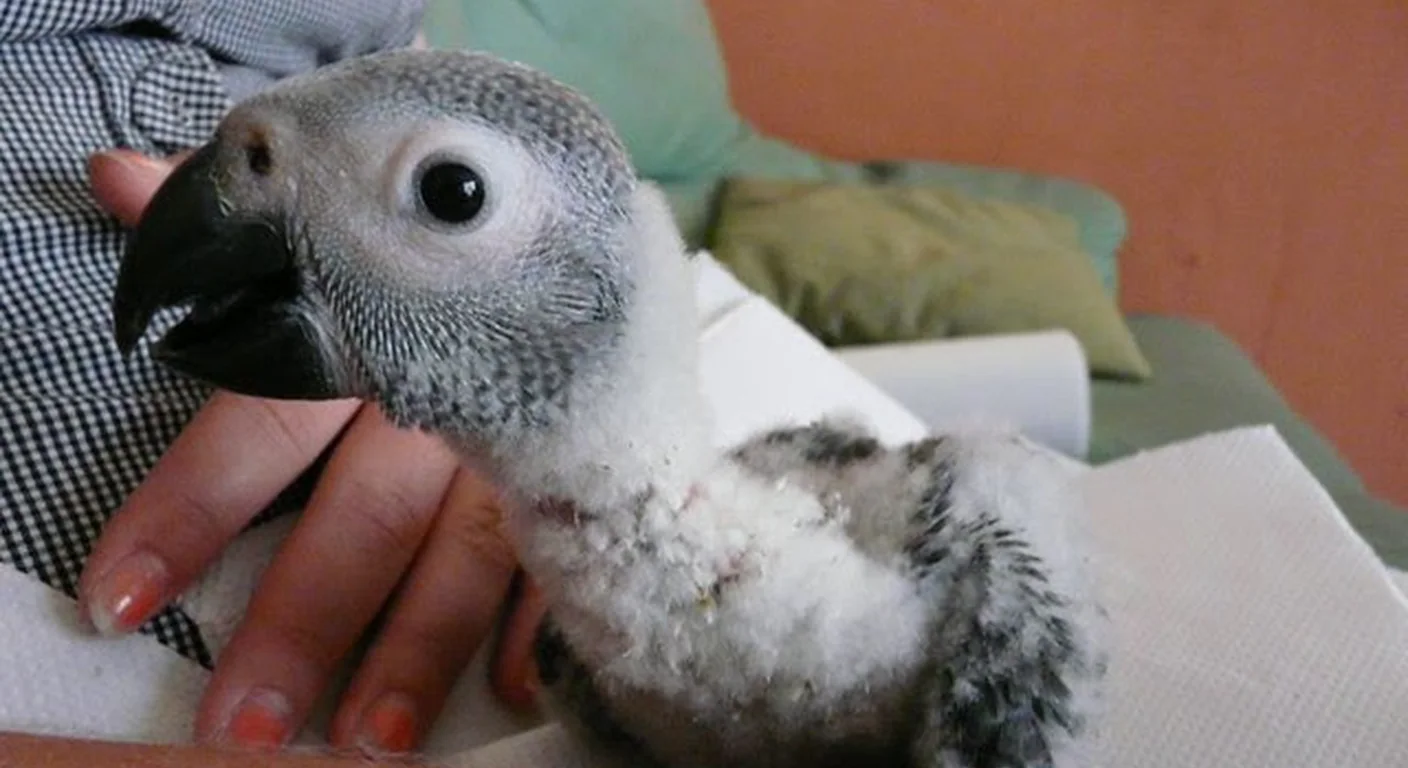 A curious baby African Grey held in hand during weaning at C.A.Gs