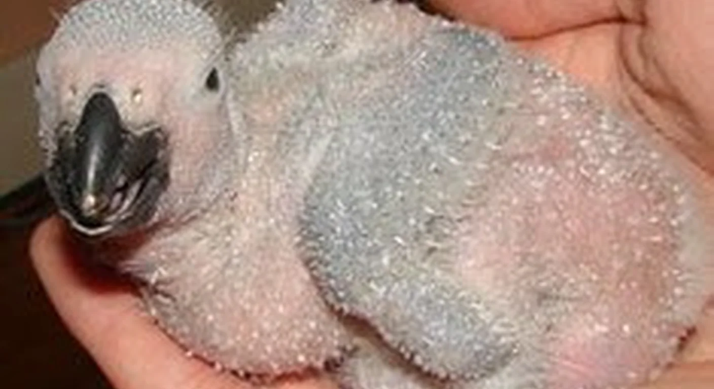 A day-old African Grey hatchling cradled in a palm at our aviary