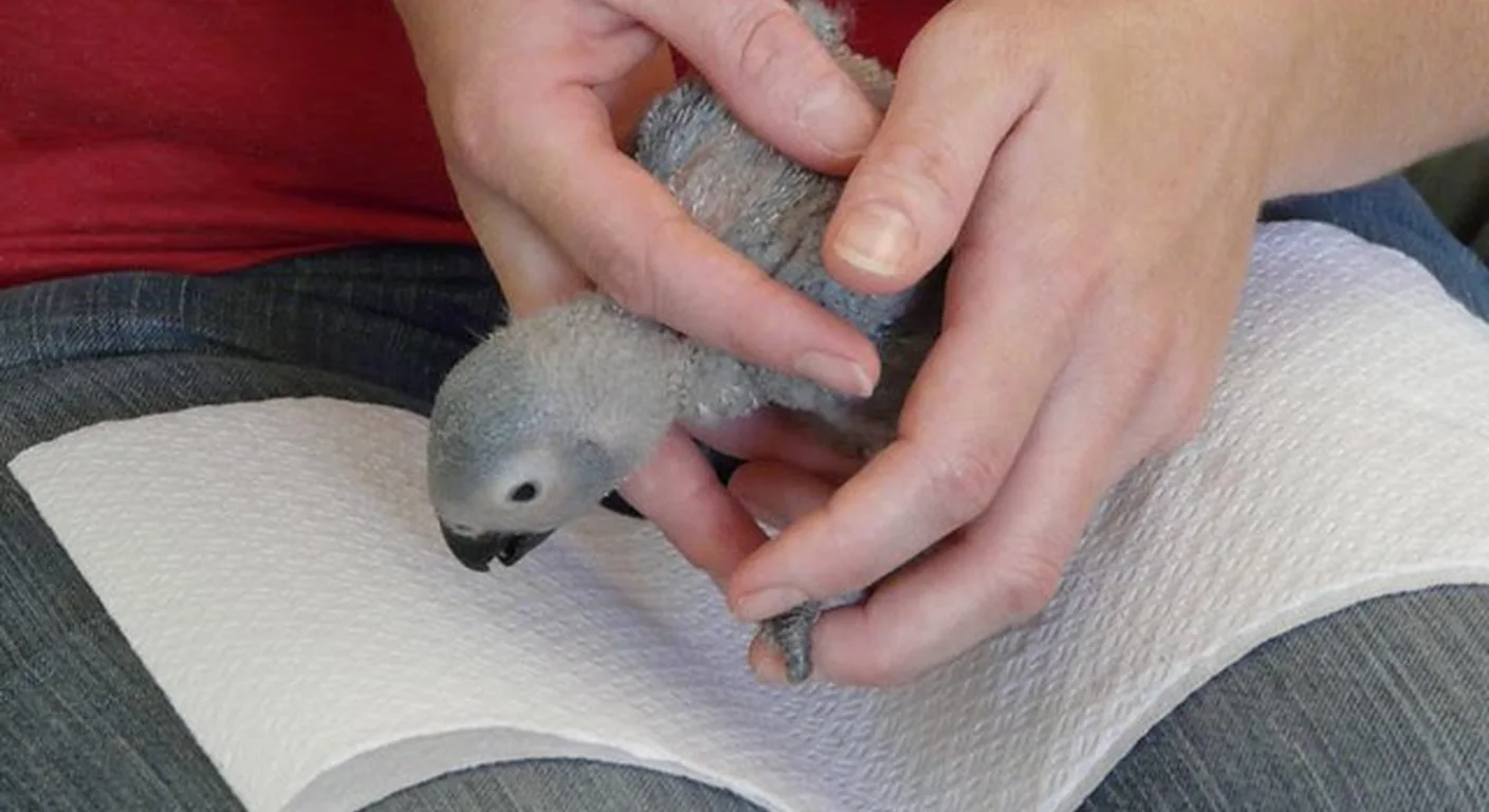 Hand-feeding a downy African Grey chick with formula at our aviary