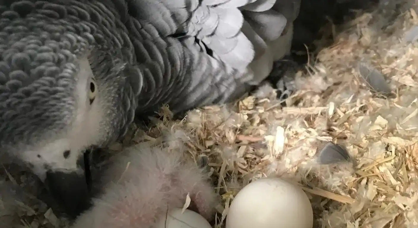 Fertile African Grey parrot eggs under a brooding hen in our Texas nest box