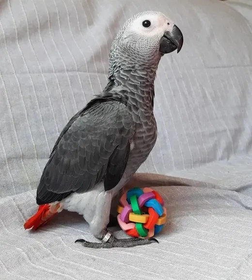 4-month-old male Congo African Grey parrot for sale