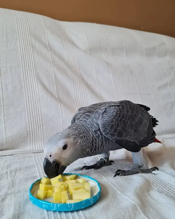 Roys — hand-raised Congo African Grey parrot for sale in Florida
