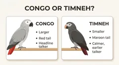Congo vs Timneh African Grey — Which grey