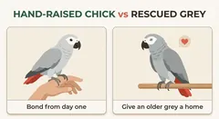 African Grey adoption, honestly — Adopt vs buy