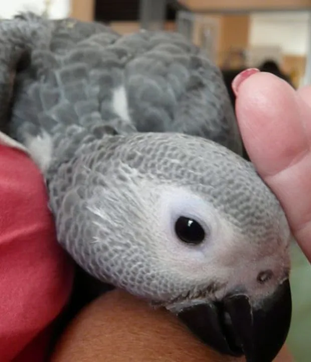 Amie, a hand-raised female Congo African Grey looking to camera
