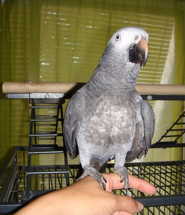 A young hand-raised Timneh African Grey with a maroon tail