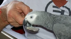 African Grey price — what you pay for — Pricing