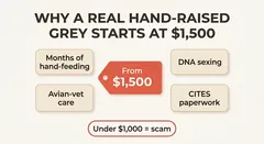 African Grey price — what you pay for — Pricing