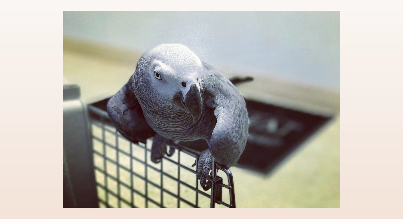 One of our greys at her avian-vet appointment having her beak, nails and wings attended to