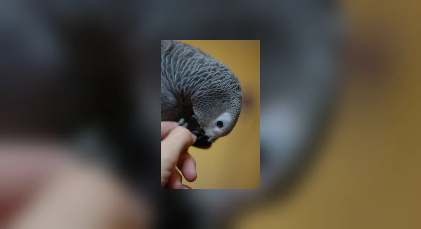 A tame hand-held grey parrot from our aviary, the kind of photograph a fraudulent listing cannot produce on request