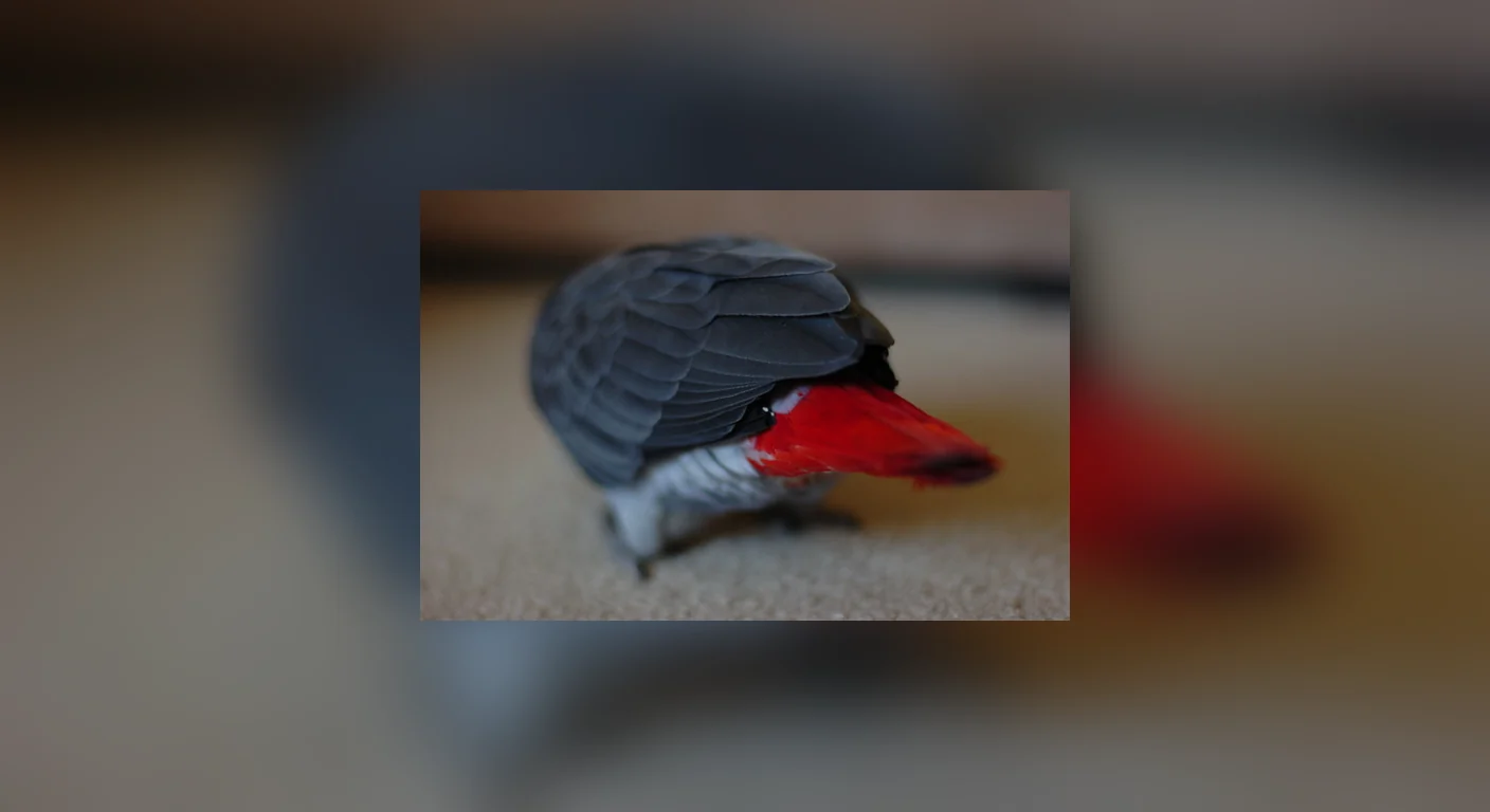 A red-tailed Congo grey parrot raised to the standard our floor price is built around