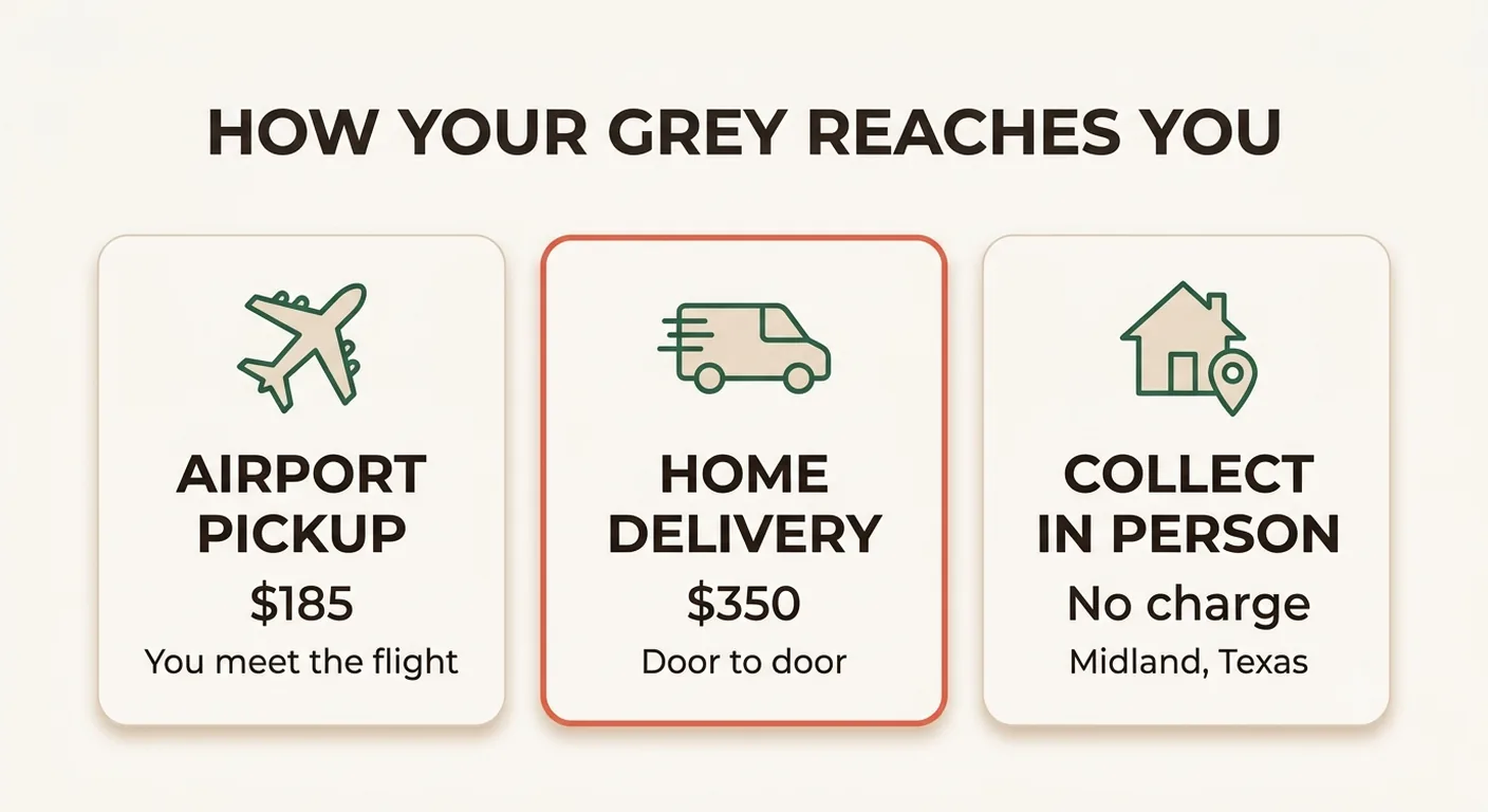 Airport pickup at $185, home delivery at $350, or free collection in Midland Texas for a guaranteed grey