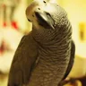 The African Grey Jeffrey brought home to Centennial