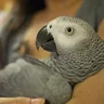 The African Grey Meredith brought home to Hartsville