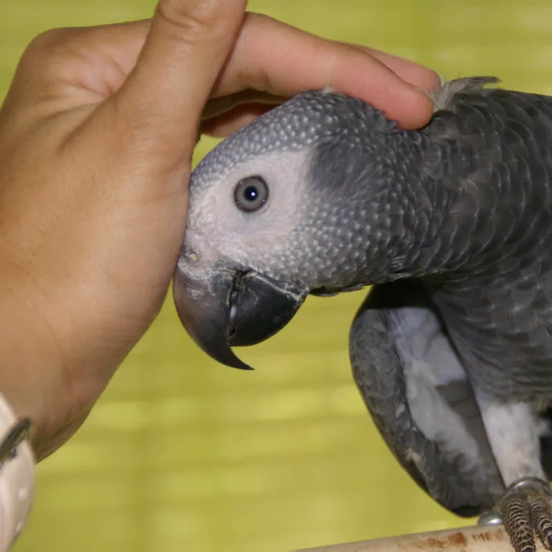 Elad the Timneh cock leaning into a scratch under his chin