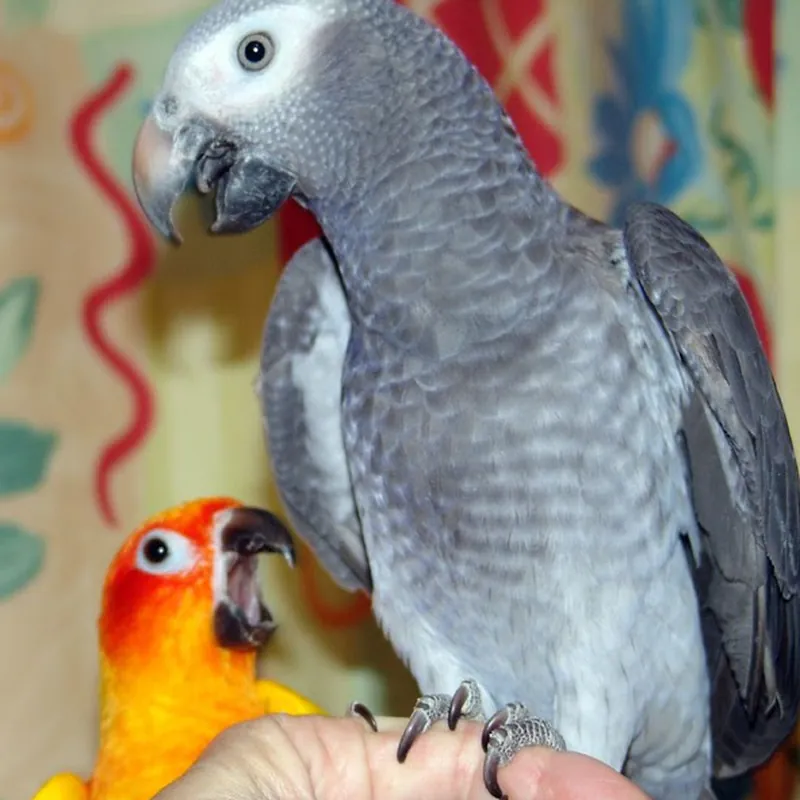 Evie the Timneh hen on a wrist, the maroon of her tail just showing