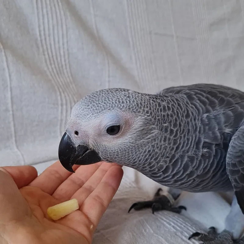 Roys at four months, his head turned to the camera