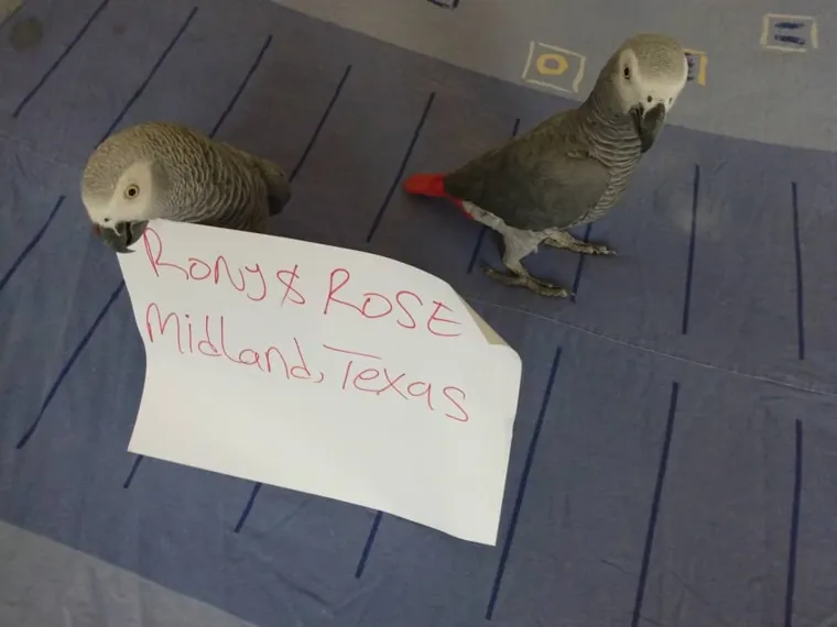 Two young African Greys beside a handwritten sign reading Midland, Texas