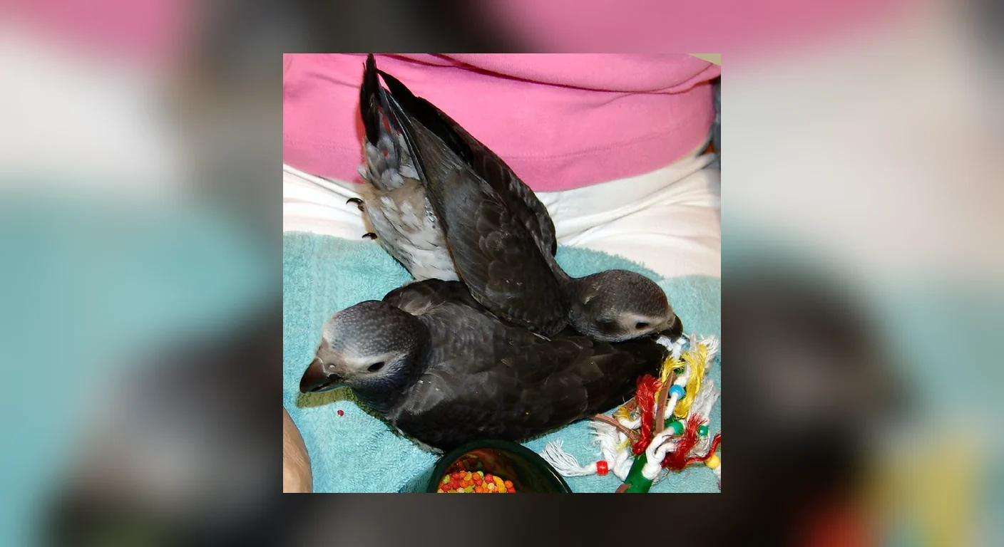 Elad and Evie, two young Timneh African Greys raised together in the C.A.Gs home aviary