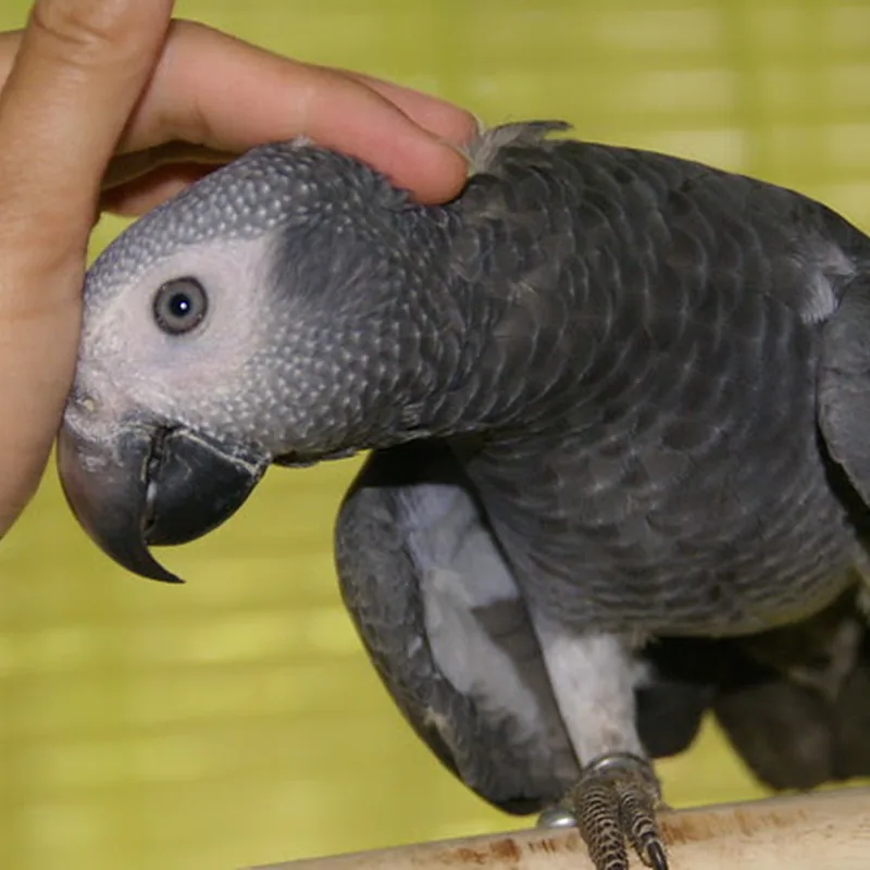 Elad, a hand-raised male Timneh African Grey for sale, leaning into a gentle head scratch