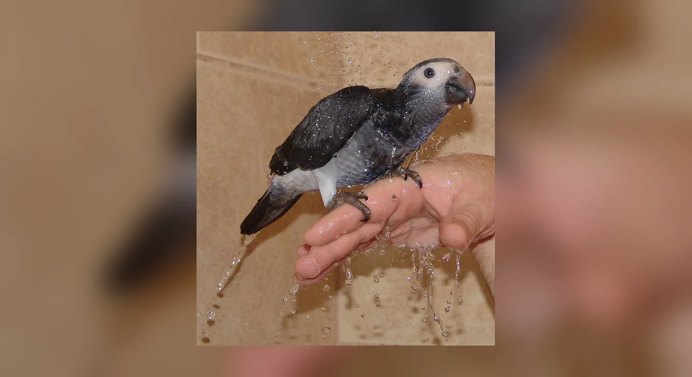 Evie, a young Timneh African Grey, enjoying a playful bath on a keeper's hand