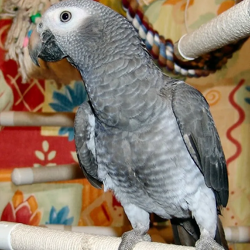 Evie, a young female Timneh African Grey with charcoal plumage perched calmly on a rope
