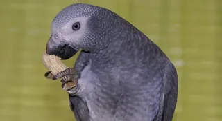 African Grey price — what you actually pay for