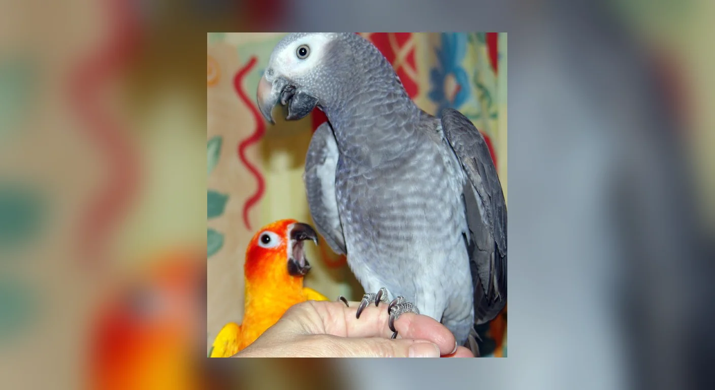 A hand-raised Timneh African Grey playing on a keeper's hand, beak open mid-chatter