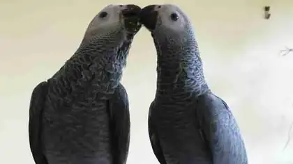 Jins and Jeni, Congo African Grey companion pair raised together