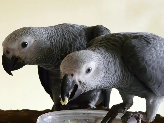 Jins and Jeni, our captive-bred talking Congo African Grey pair at C.A.Gs in Midland, Texas — hatched in the USA, closed-banded, and CITES Appendix I documented, never wild-caught.