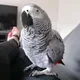 Lawrence Brunner, verified C.A.Gs African Grey buyer from Fullerton, CA
